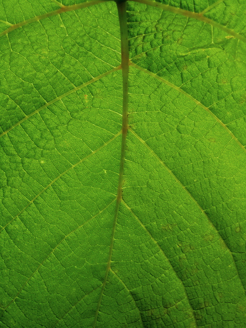 Through the Leaf