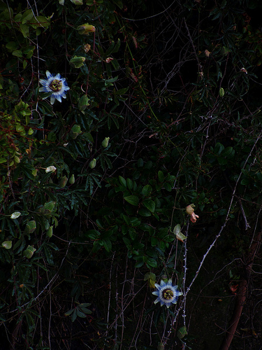 Dos flores de la pasión by JoseAngelGarciaLanda