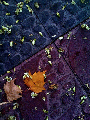 Suelo con hojas y flores by JoseAngelGarciaLanda