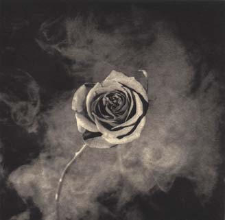 rosa mapplethorpe