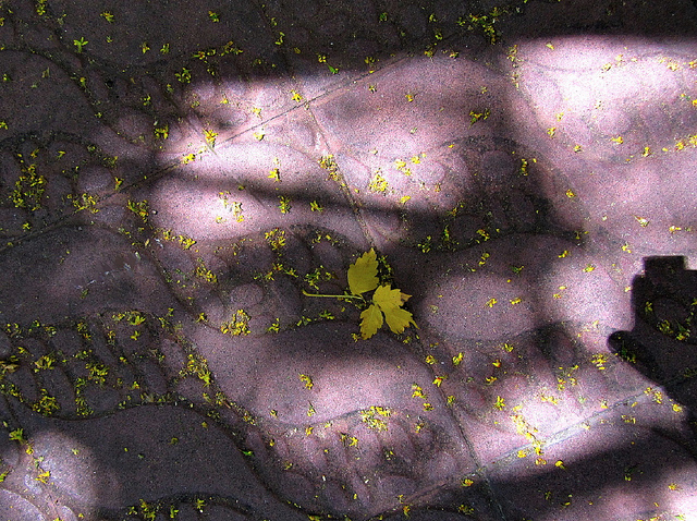 Encontradas hojas amarillas