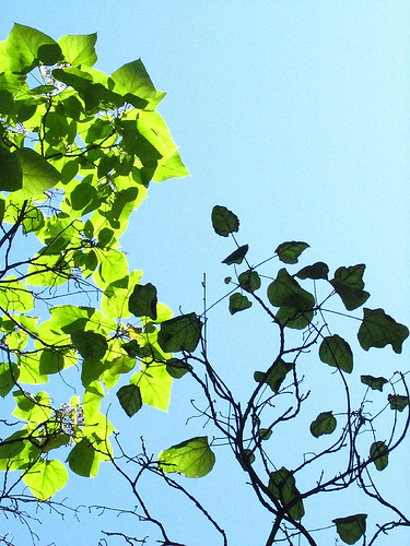 Hojas con sol, hojas con sombra 2 by JoseAngelGarciaLanda